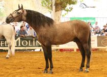 REMACHE DE CENTURION, DE Y. ANGUAS MEDINA, CAMPEON DEL CONCURSO